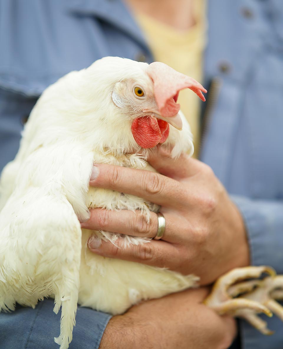 farmer-holding-chicken