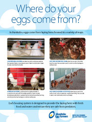 where-do-your-eggs-come-from