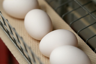 Types of Eggs
