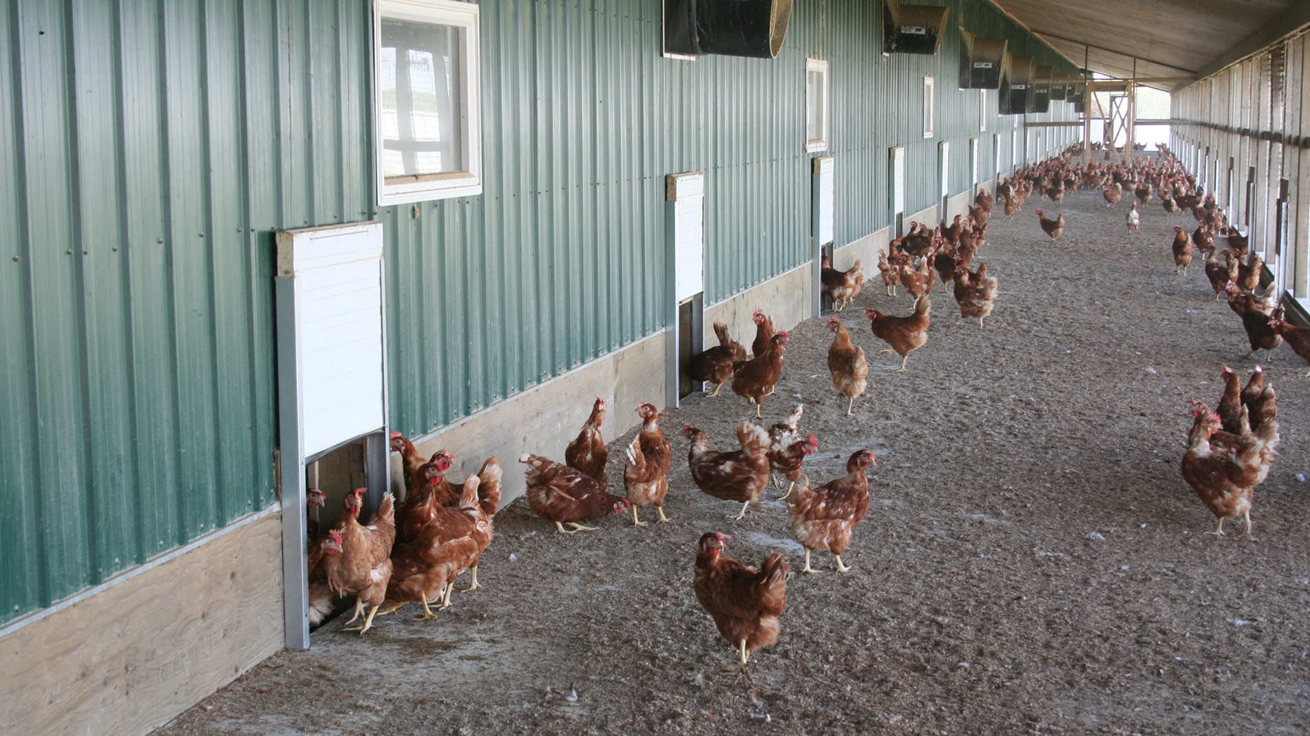 banner-free-range-revised